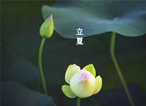 立夏已至,萬物向陽;